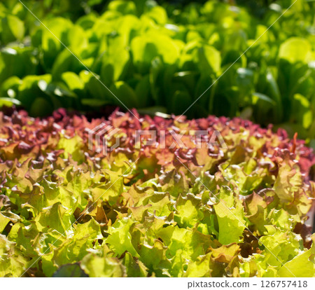 endive lettuce vegetables sprouts textures 126757418