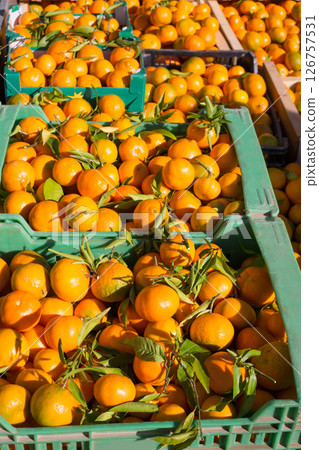 Orange tangerine fruits in harvest in a row baskets 126757531