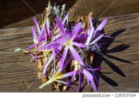 saffron flower in purple and yellow colors 126757534