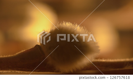 Softness of evening light on a part of a willow branch 126757618