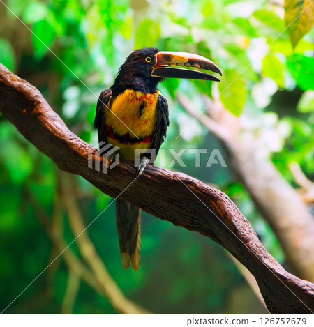 Collared Aracari Agarrado Pteroglossus torquatus toucan Collared Aracari Agarrado Pteroglossus torquatus toucan 126757679