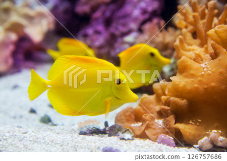 yellow tang fish Zebrasoma flavesenes yellow tang fish Zebrasoma flavesenes 126757686