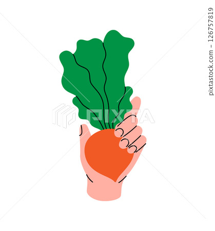 Hand holding a fresh beetroot. Healthy eating, vegan food and organic lifestyle concept. Natural farm vegetable. Vector illustration. Hand holding a fresh beetroot. Healthy eating, vegan food and organic lifestyle concept. Natural farm vegetable. Vector illustration. 126757819