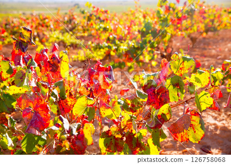 Autumn golden red vineyards in Utiel Requena 126758068