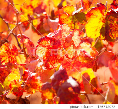 autumn colorful golden red vineyard leaves autumn colorful golden red vineyard leaves 126758072