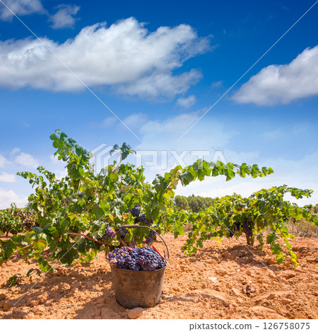 bobal harvesting with wine grapes harvest bobal harvesting with wine grapes harvest 126758075