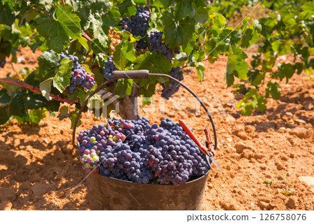 bobal harvesting with wine grapes harvest 126758076