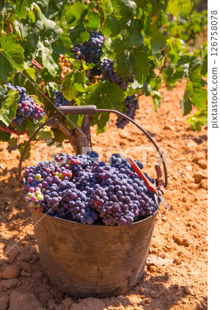 bobal harvesting with wine grapes harvest bobal harvesting with wine grapes harvest 126758078