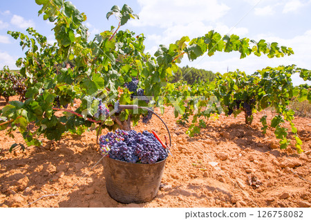 bobal harvesting with wine grapes harvest bobal harvesting with wine grapes harvest 126758082