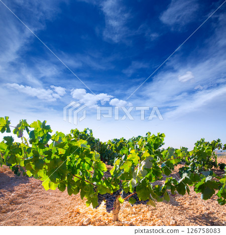 Bobal Wine grapes in vineyard raw ready for harvest Bobal Wine grapes in vineyard raw ready for harvest 126758083