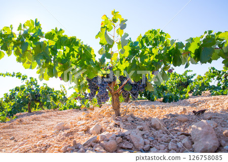 Bobal Wine grapes in vineyard raw ready for harvest 126758085