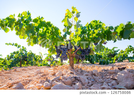 Bobal Wine grapes in vineyard raw ready for harvest 126758086