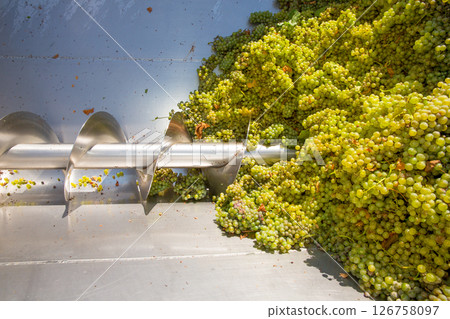 chardonnay corkscrew crusher destemmer in winemaking chardonnay corkscrew crusher destemmer in winemaking 126758097
