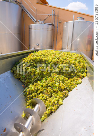 chardonnay corkscrew crusher destemmer in winemaking chardonnay corkscrew crusher destemmer in winemaking 126758099