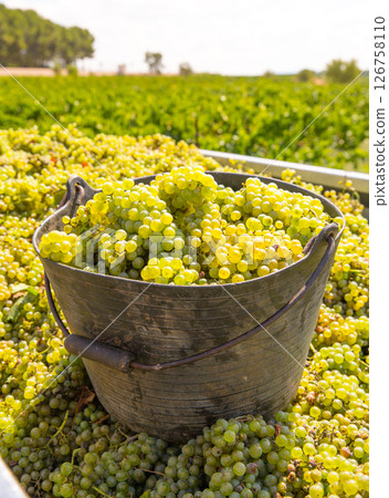 chardonnay harvesting with wine grapes harvest chardonnay harvesting with wine grapes harvest 126758110