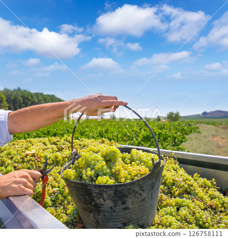 chardonnay harvesting with wine grapes harvest chardonnay harvesting with wine grapes harvest 126758111