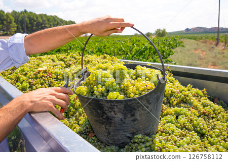 chardonnay harvesting with wine grapes harvest chardonnay harvesting with wine grapes harvest 126758112