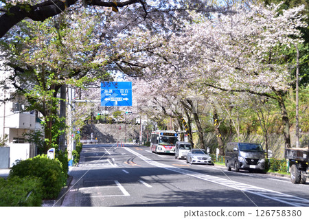 Nakano Ward, Rengejishita T-junction and the cherry blossom trees along Nakano Street Nakano Ward, Rengejishita T-junction and the cherry blossom trees along Nakano Street 126758380