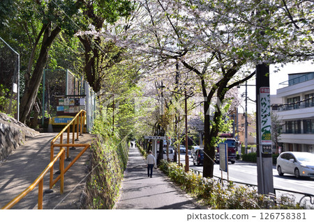 Nakano Ward, Tetsugakudo-shita bus stop and the cherry blossom lined street on Nakano-dori Nakano Ward, Tetsugakudo-shita bus stop and the cherry blossom lined street on Nakano-dori 126758381