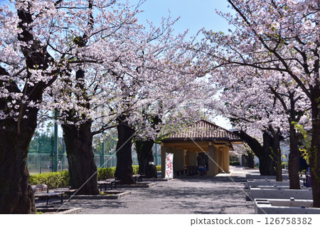 世田谷百樹之一:羽木公園的染井吉野櫻 世田谷百樹之一:羽木公園的染井吉野櫻 126758382
