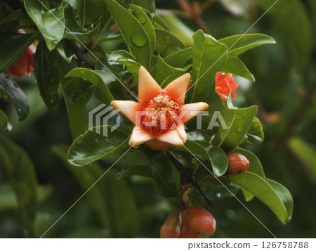 Pomegranate flower beginning to open Pomegranate flower beginning to open 126758788