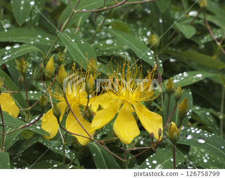 Golden thread plum blossoms growing upwards Golden thread plum blossoms growing upwards 126758799