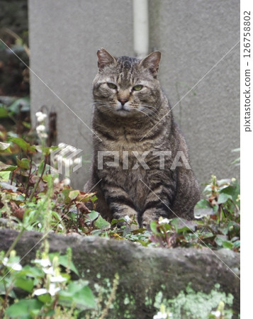 Sharp-eyed brown tabby cat 126758802