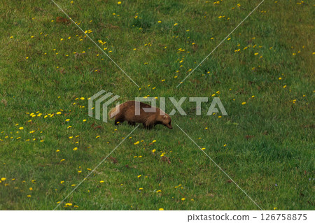 Badger in the grass Badger in the grass 126758875