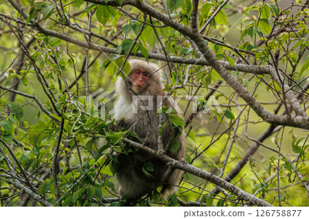 最北端的猴子（青森郡脅澤市） 126758877