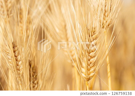 Ears of barley Ears of barley 126759138