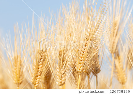 大麥的耳朵 126759139