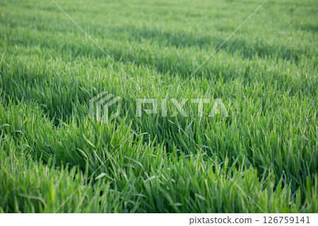 大麥幼葉 126759141