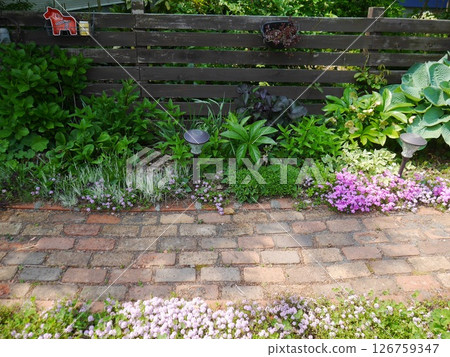 A garden with many plants 126759347