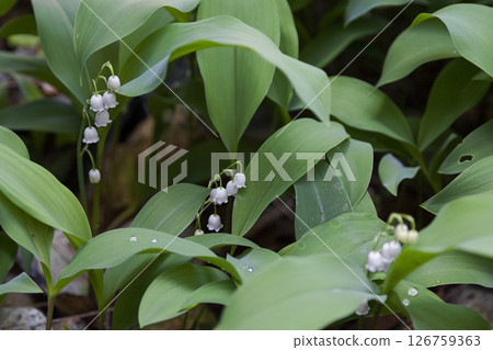 Lily of the valley 126759363