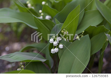Lily of the valley Lily of the valley 126759365