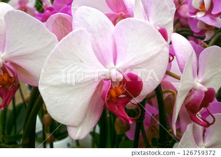 White and pink Moth Orchids 126759372