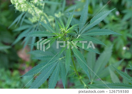 Cannabis ruderalis plant 126759380