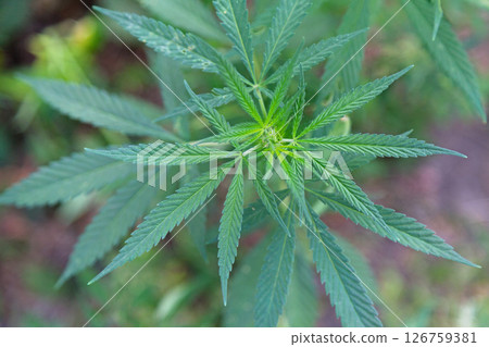 Cannabis ruderalis plant Cannabis ruderalis plant 126759381