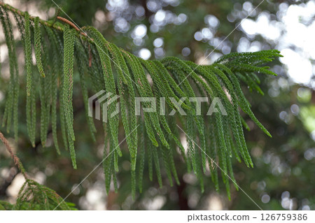 Araucaria cunninghamii 126759386
