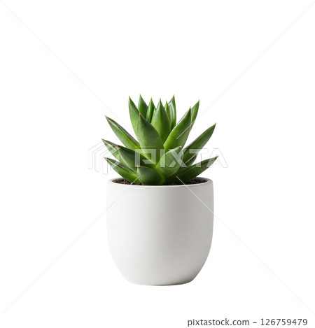 Small green succulent plant in a modern white ceramic pot isolated design element Small green succulent plant in a modern white ceramic pot isolated design element 126759479