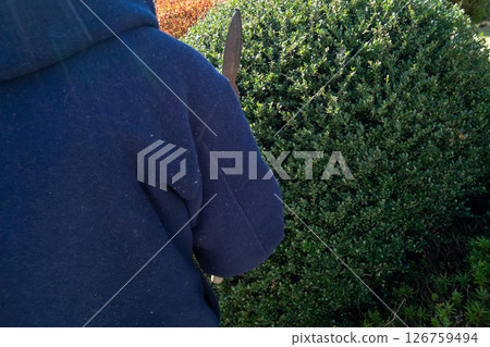 Pruning azaleas 126759494