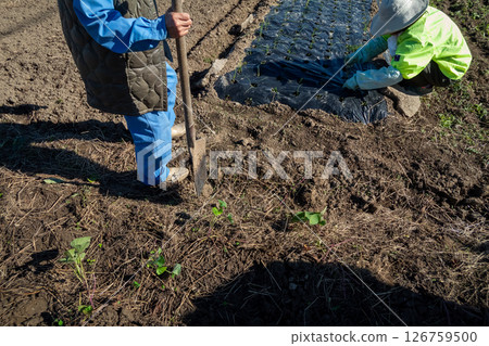 種植洋蔥幼苗 126759500