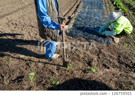 種植洋蔥幼苗 126759501