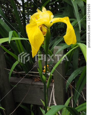 A tired yellow iris 126759505