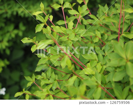 A young tree growing 126759506