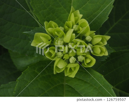 Hydrangea bud Hydrangea bud 126759507