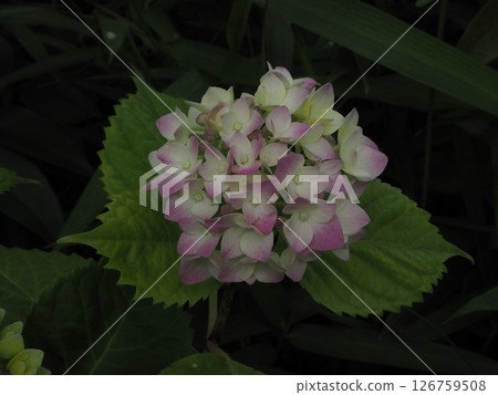 Hydrangea which began to bloom Hydrangea which began to bloom 126759508