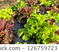 Leaf lettuce 126759723