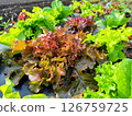 Leaf lettuce 126759725