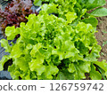 Leaf lettuce 126759742